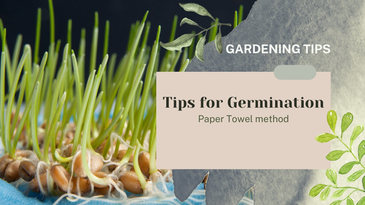 Tips for Germination Tissue paper method Garden Up Store