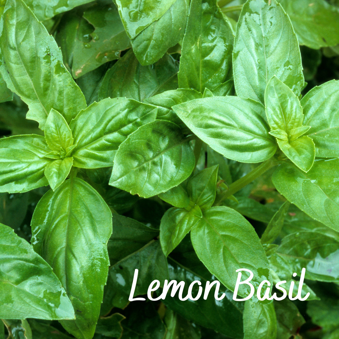 Lemon Basil Herb Seeds Garden Up Store