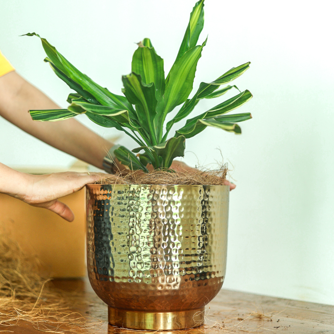 8 Best Promotional Plants For Corporate Gifts This Year | iPromo