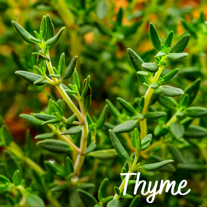 Thyme, Celery, Parsley (Set of 3)